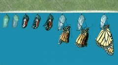 Cum apar fluture din caterpillar?