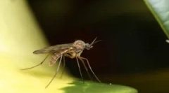 Cum țânțarii găsesc o persoană în întuneric?