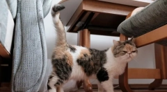 Cum se marcă pe teritoriul pisicii