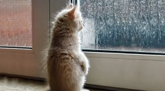 Cum pisica prezice vremea