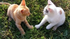 Cât de pisică se află cu o pisică?