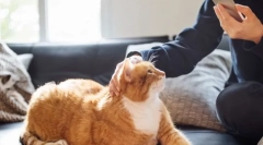 Cum afectează o pisică o persoană