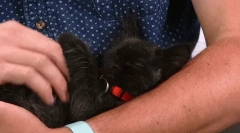 Cum o pisică alege un maestru?