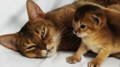 Cum pisica îi pasă de descendenții săi?