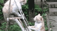 Cât de pisică este protejată de dușmani?