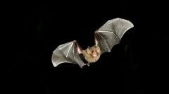 Cum sunt orientate liliecii în întuneric?