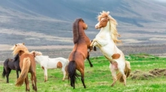 Cum se protejează caii de infractori?