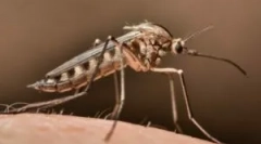 Cum să găsești un țânțar în cameră?