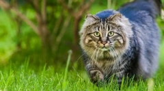 Cum să găsești pisica unui nebun?