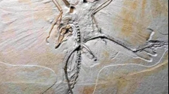 Ca dinozauri găsite?