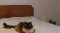 Cum comunica pisicile