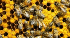 Cum să comunicați albinele