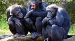 Cum pot fi animalele să comunice unul cu celălalt?