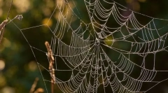 Cum să vânați păianjenii