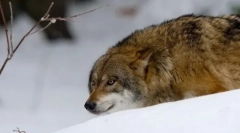 Cum vânează lupii?