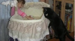 Cum ia pisica la un nou-născut