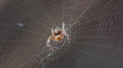 Ca un web spider weave?