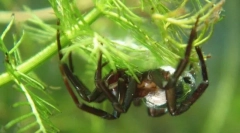 Ca spider-argint respiră sub apă?