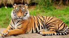 Modul în care prădătorii și erbivorele diferă în aparență?