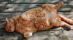 Cum transpirați pisica?