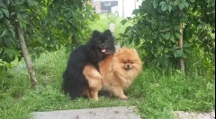 Cum este un tricotat de câini pentru prima dată: cum să ajute animalele de companie