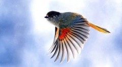 Ca și păsările care zboară?