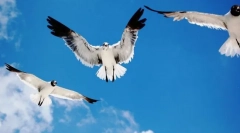 Cum ar fi păsările orientate în aer?