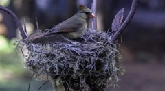 Cum ar fi păsările construi cuiburi?