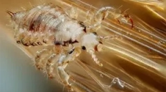 Cum să multiplicați, să dezvoltați și să treceți