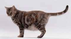 Cum dă naștere unei pisici pentru prima dată