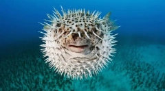 Cum sunt protejate peștii