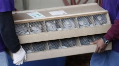 Cum ar fi chinchillas au devenit acasă