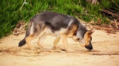 Ca un câine ia o potecă?