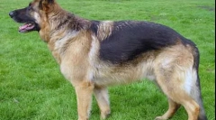 Cum câinii disting culorile?