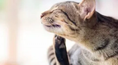 Cum coexistă bug-uri și animale de companie?