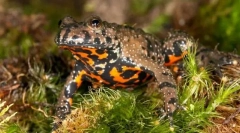 Cum sunt salvați de dușmanii lui gerlyanka?