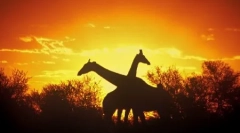 Cum dormi animalele?