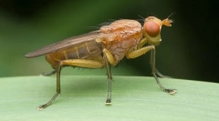 Cum se străduiește tenrica cu slugs?