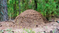 Cum este aranjat modelul?