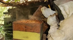 Cum este aranjat stupul?