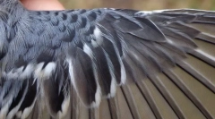 Cum este aranjată pene?