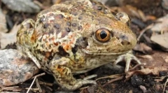 Cum au aranjat ochii usturoiului?