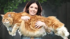 Cum sunt aranjate pisicile: fapte interesante despre structura externă și internă a acestor animale