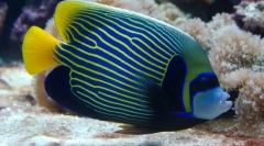 Cum se comportă împărații de apă în apă?