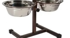 Cum să se comporte cu un câine care a luat de la adăpost