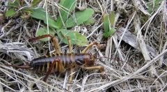 Cum sunt salvate vântul de la frig?