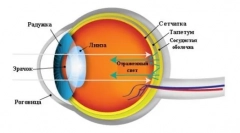 Cum să vezi pisicile: secretele și caracteristicile percepției animalelor din lumea înconjurătoare
