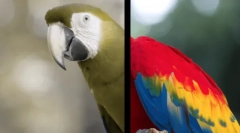 Cum văd câinii lumii