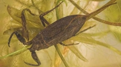 Modul în care scorpionul de apă respiră sub apă?