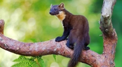 Ce arata cordonul (photo): virtuoso forest predator